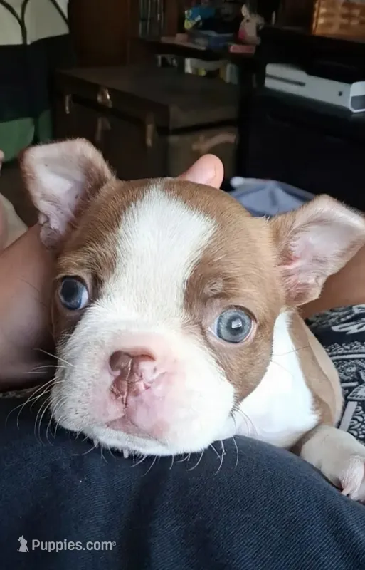Archie AKC small – Boston Terrier puppy for sale in Mckinney, TX
