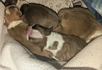 Edwin AKC small , a male Boston Terrier for sale in Mckinney, TX – 5 of 5