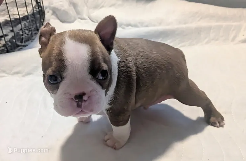 Archie AKC – Boston Terrier puppy for sale in Mckinney, TX