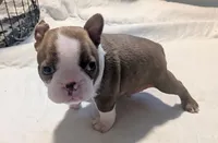 Archie AKC, a male Boston Terrier for sale in Mckinney, TX – 1 of 3