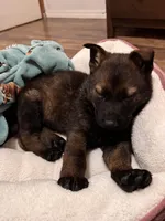 Nala, a female German Shepherd Dog for sale in Broken Arrow, OK – Photo 3 of 4