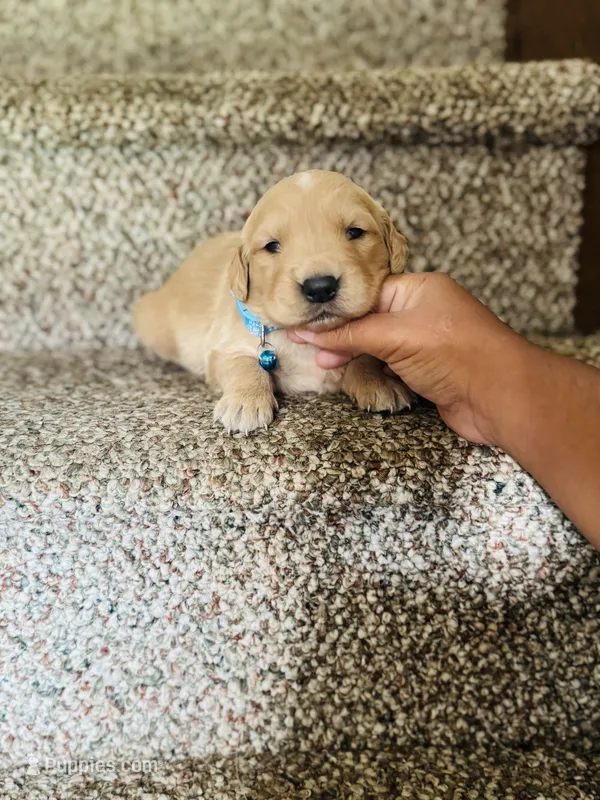 John – Bernese Mountain Dog, Golden Retriever puppy for sale in Waterbury, CT