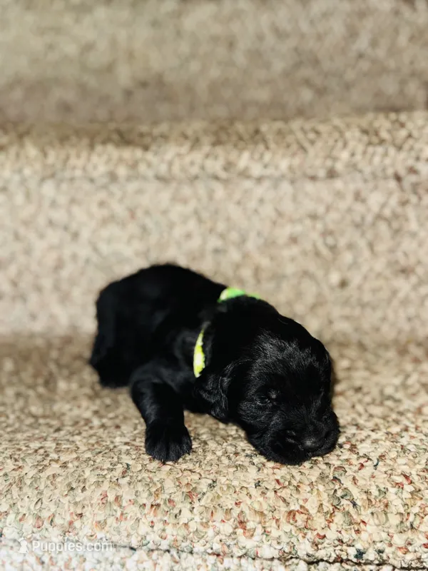 Austin – Bernese Mountain Dog, Golden Retriever puppy on hold in Waterbury, CT
