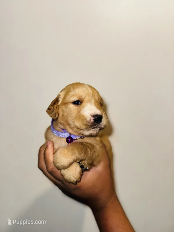 Bella – Bernese Mountain Dog, Golden Retriever puppy for sale in Waterbury, CT