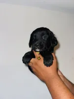 Neisha, a female Golden Mountain Dog for sale in Waterbury, CT – 3 of 8