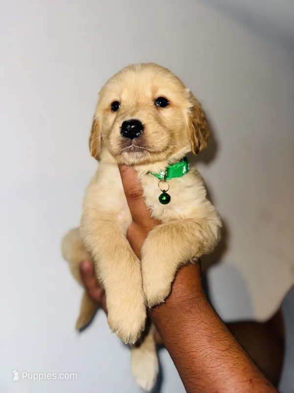 Lester – Bernese Mountain Dog, Golden Retriever puppy on hold in Waterbury, CT