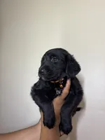 Arthur, a male Golden Mountain Dog for sale in Waterbury, CT – 3 of 8