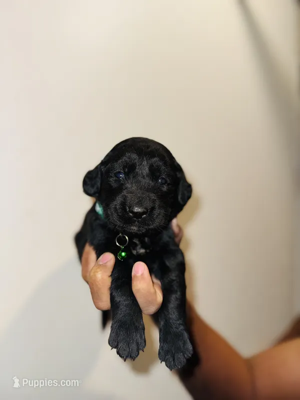 Austin – Bernese Mountain Dog, Golden Retriever puppy on hold in Waterbury, CT