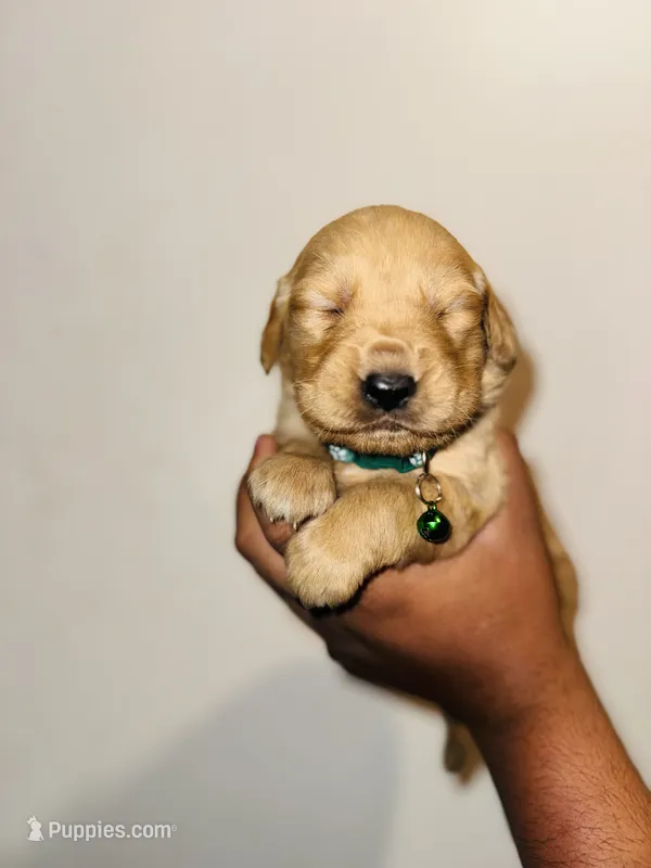 Lester – Bernese Mountain Dog, Golden Retriever puppy for sale in Waterbury, CT