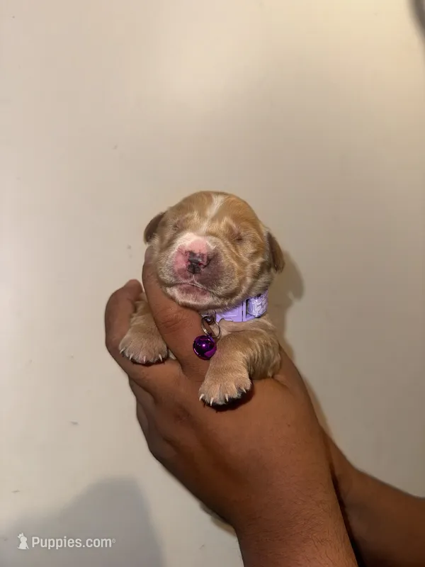Bella – Golden Retriever puppy for sale in Waterbury, CT