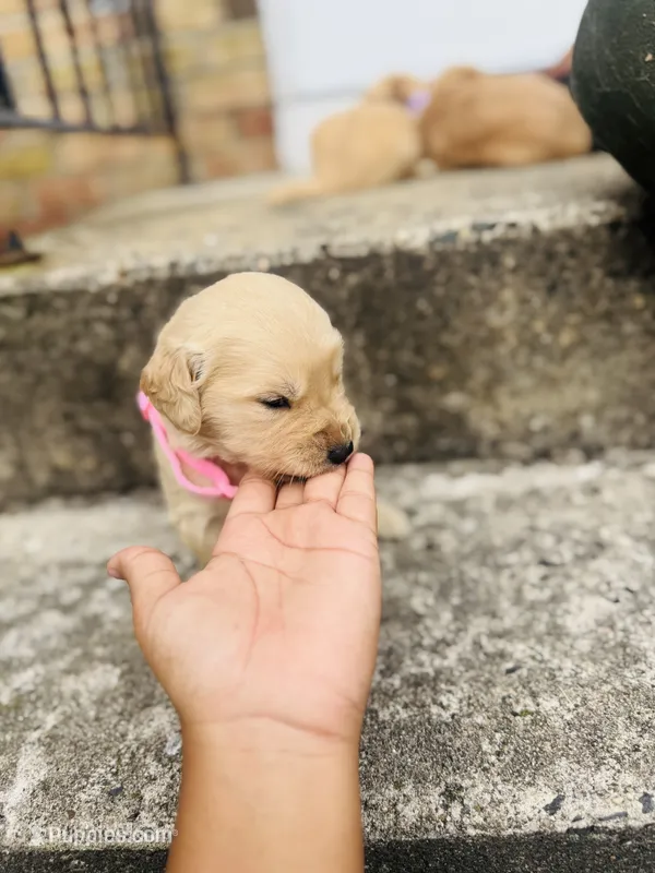Lesly – Bernese Mountain Dog, Golden Retriever puppy for sale in Waterbury, CT