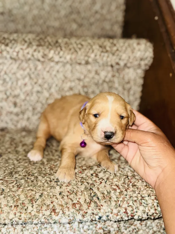Bella – Bernese Mountain Dog, Golden Retriever puppy for sale in Waterbury, CT