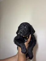 Arthur, a male Golden Mountain Dog for sale in Waterbury, CT – 2 of 8