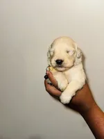 Angel, a male Golden Retriever for sale in Waterbury, CT – 4 of 6