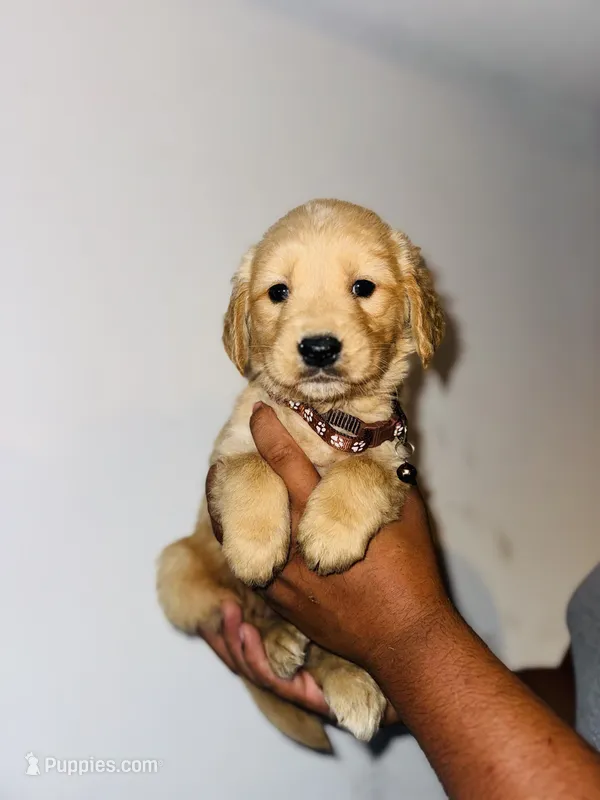 Jay – Bernese Mountain Dog, Golden Retriever puppy on hold in Waterbury, CT