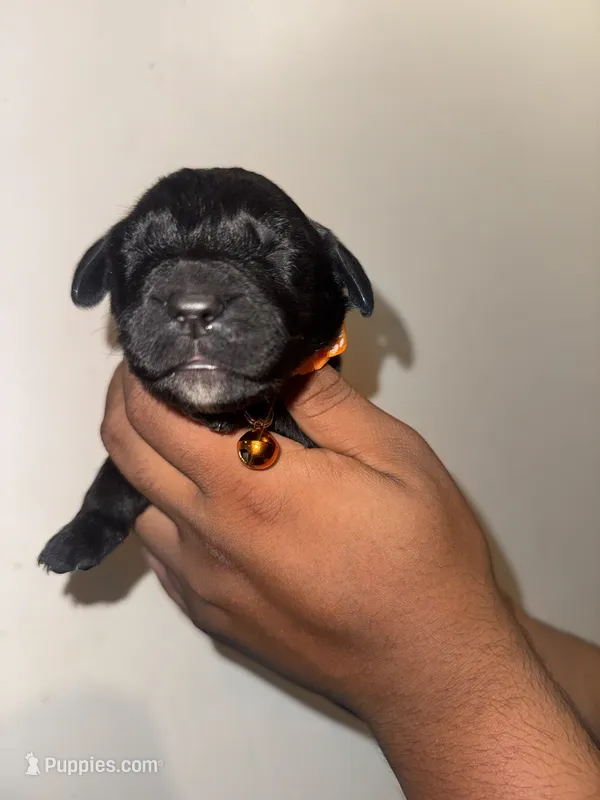 Arthur – Bernese Mountain Dog, Golden Retriever puppy for sale in Waterbury, CT