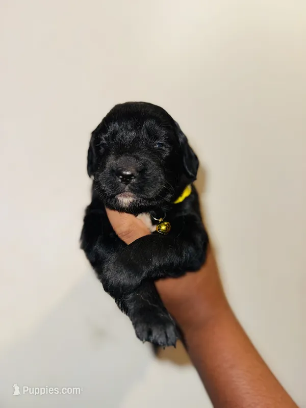 Neisha – Bernese Mountain Dog, Golden Retriever puppy for sale in Waterbury, CT