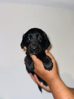 Arthur, a male Golden Mountain Dog for sale in Waterbury, CT – 5 of 8