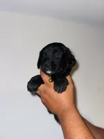 Neisha, a female Golden Mountain Dog for sale in Waterbury, CT – 4 of 8