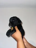 Neisha, a female Golden Mountain Dog for sale in Waterbury, CT – 5 of 8