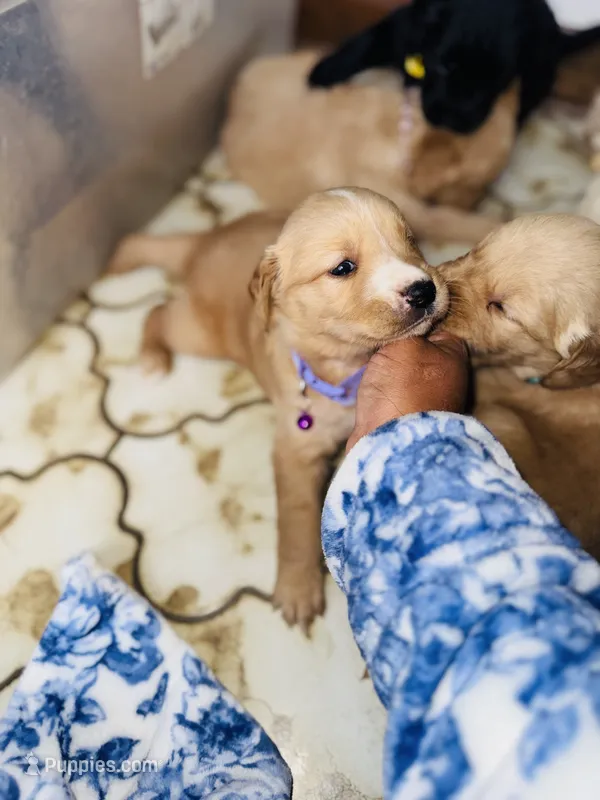 Bella – Bernese Mountain Dog, Golden Retriever puppy for sale in Waterbury, CT