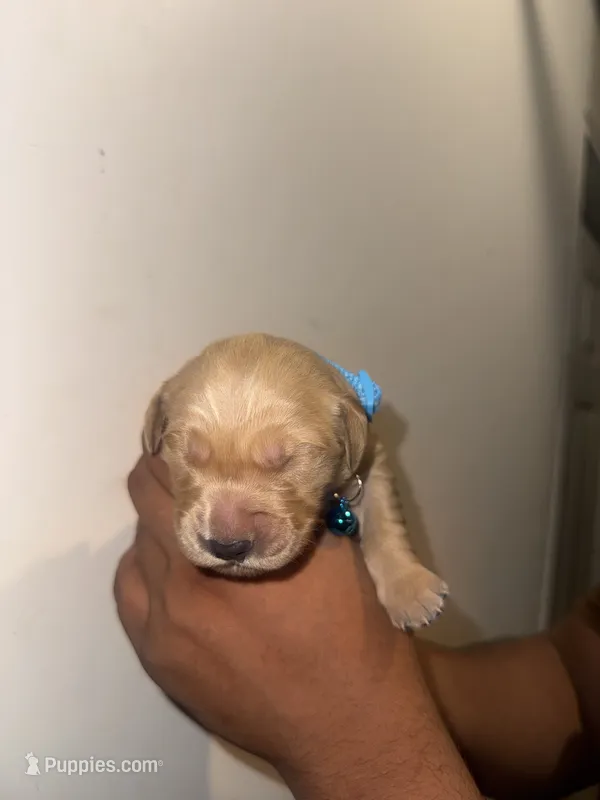 John – Golden Retriever puppy for sale in Waterbury, CT