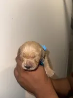 John, a male Golden Retriever for sale in Waterbury, CT – 1 of 1