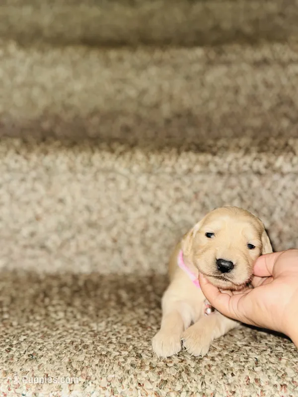 Lesly – Bernese Mountain Dog, Golden Retriever puppy for sale in Waterbury, CT