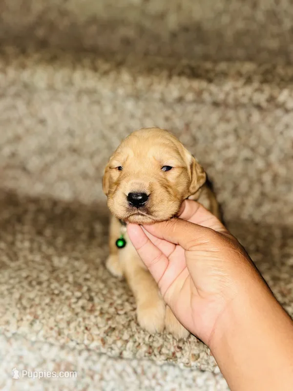 Lester – Bernese Mountain Dog, Golden Retriever puppy for sale in Waterbury, CT