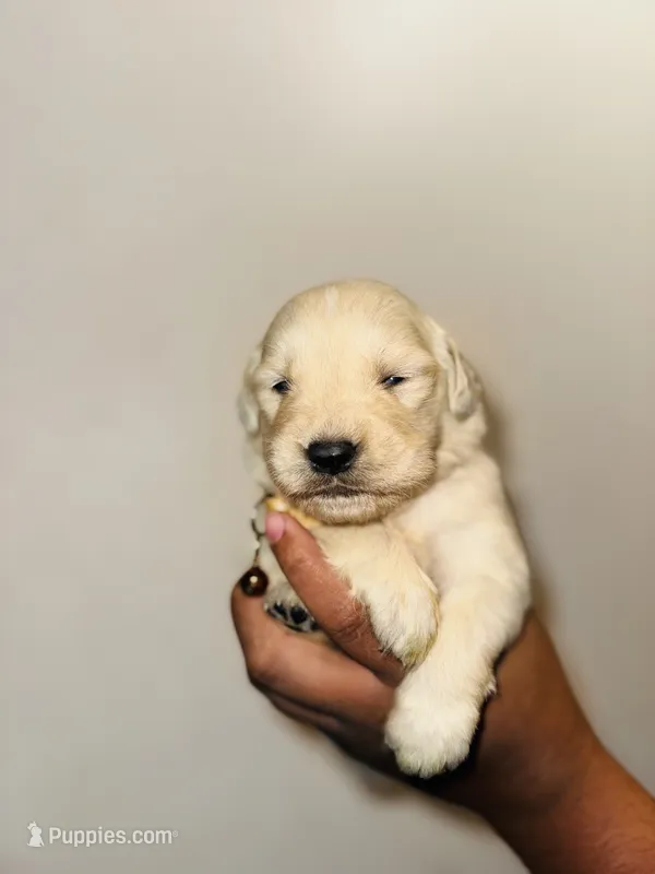 Angel – Golden Retriever puppy on hold in Waterbury, CT