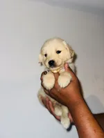 Angel, a male Golden Retriever for sale in Waterbury, CT – 2 of 6