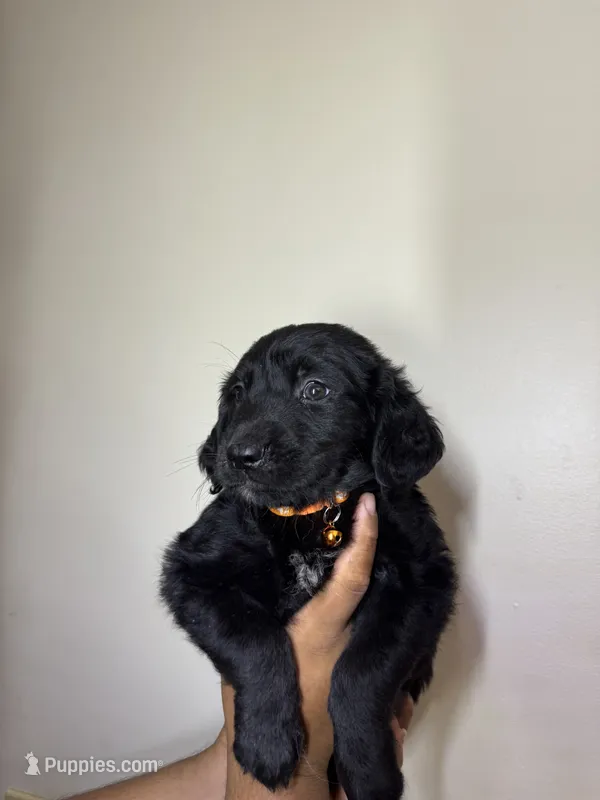 Arthur – Bernese Mountain Dog, Golden Retriever puppy for sale in Waterbury, CT