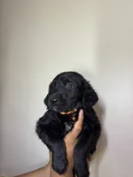 Arthur, a male Golden Mountain Dog for sale in Waterbury, CT – 1 of 8