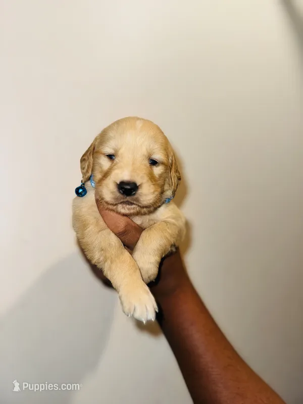 John – Bernese Mountain Dog, Golden Retriever puppy for sale in Waterbury, CT