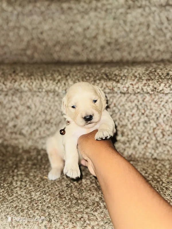 Angel – Golden Retriever puppy on hold in Waterbury, CT