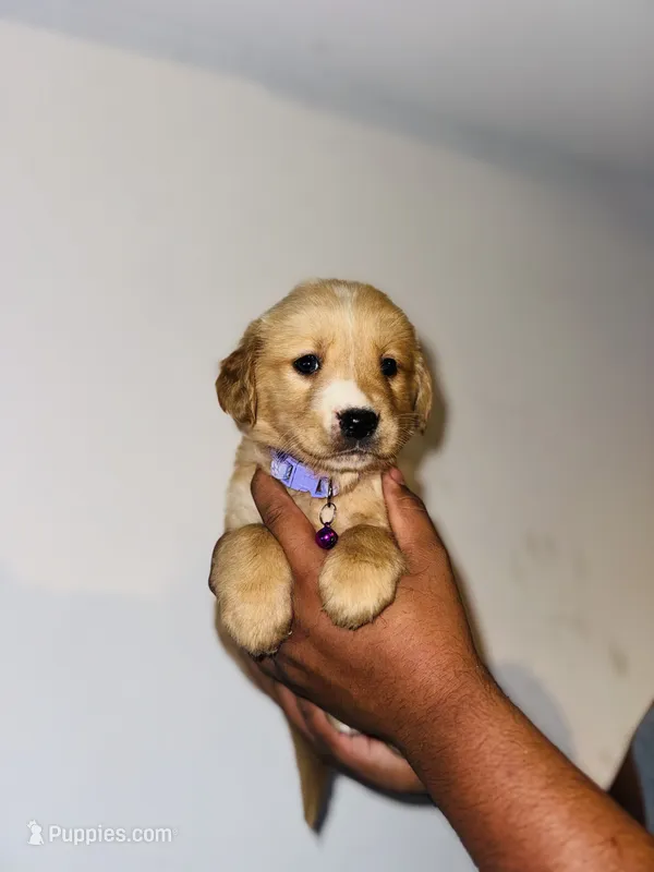 Bella – Bernese Mountain Dog, Golden Retriever puppy for sale in Waterbury, CT