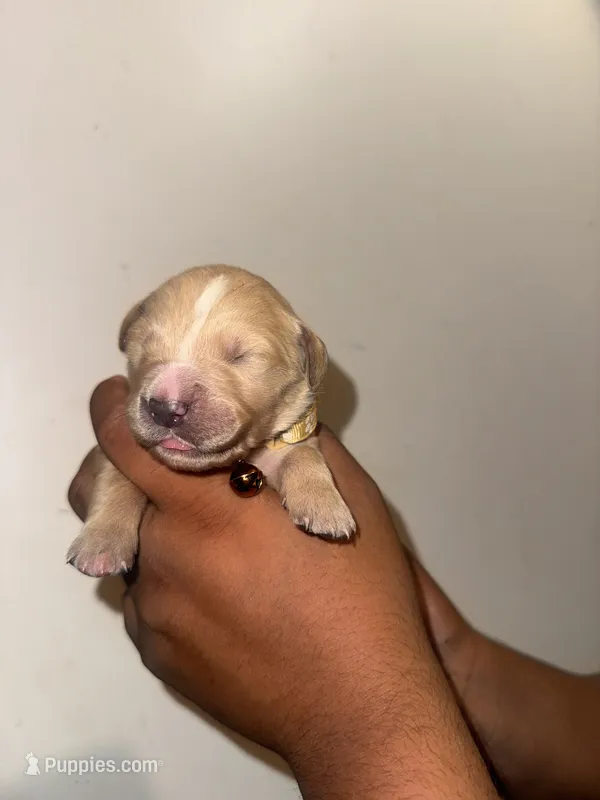 Jay – Golden Retriever puppy for sale in Waterbury, CT