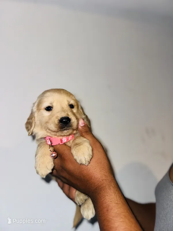 Lesly – Bernese Mountain Dog, Golden Retriever puppy for sale in Waterbury, CT