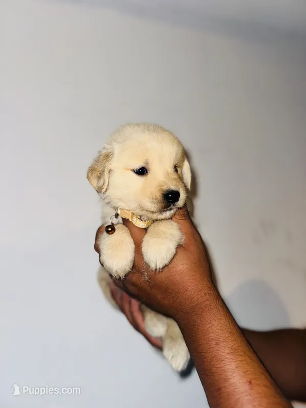 Angel – Golden Retriever puppy on hold in Waterbury, CT