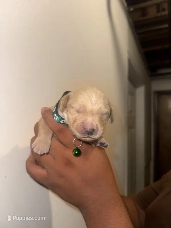 Lester – Golden Retriever puppy for sale in Waterbury, CT