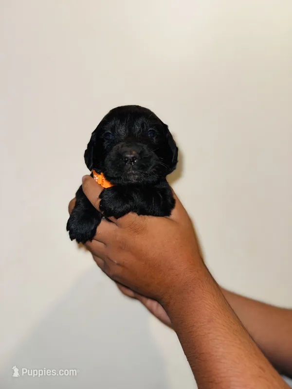 Arthur – Bernese Mountain Dog, Golden Retriever puppy for sale in Waterbury, CT