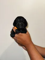 Arthur, a male Golden Mountain Dog for sale in Waterbury, CT – 6 of 8