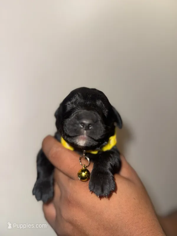Neisha – Bernese Mountain Dog, Golden Retriever puppy for sale in Waterbury, CT