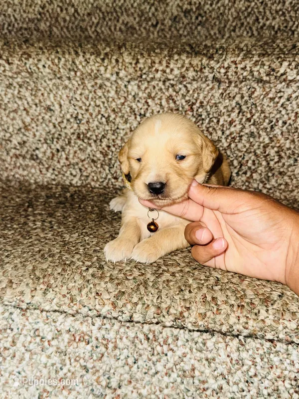Jay – Bernese Mountain Dog, Golden Retriever puppy for sale in Waterbury, CT