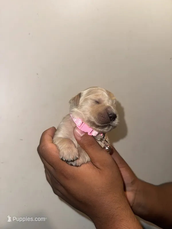Lesly – Golden Retriever puppy for sale in Waterbury, CT