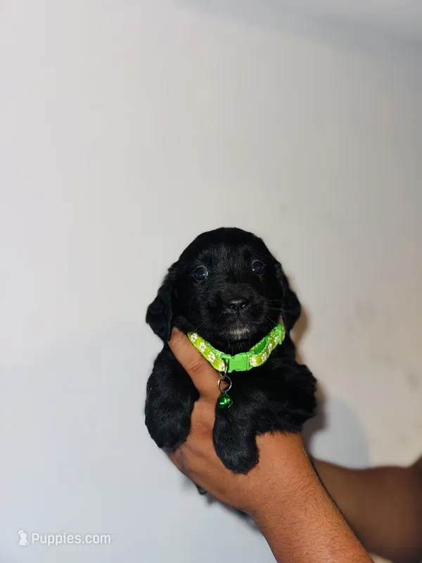 Austin – Bernese Mountain Dog, Golden Retriever puppy on hold in Waterbury, CT