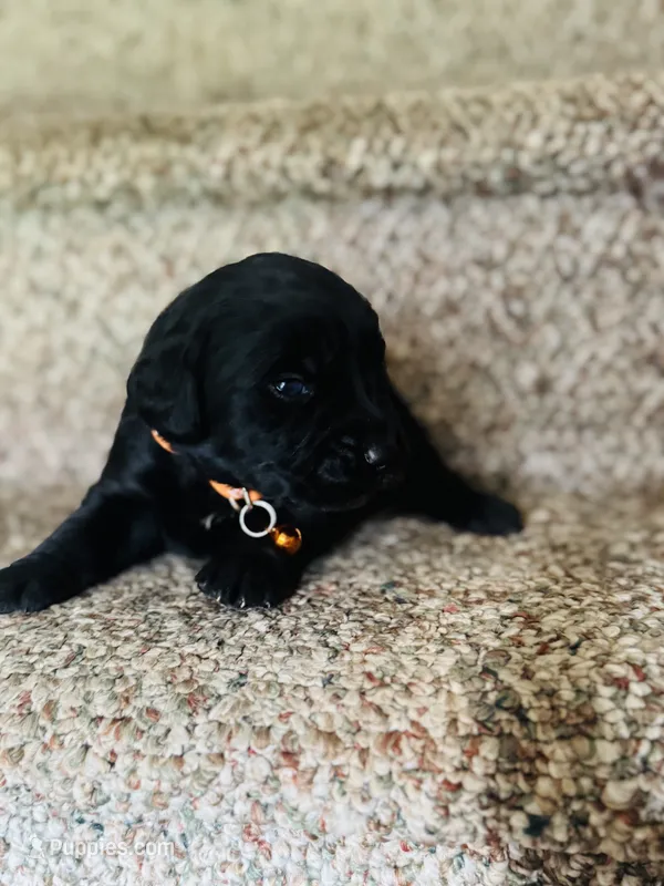 Arthur – Bernese Mountain Dog, Golden Retriever puppy for sale in Waterbury, CT