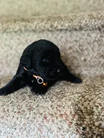 Arthur, a male Golden Mountain Dog for sale in Waterbury, CT – 7 of 8