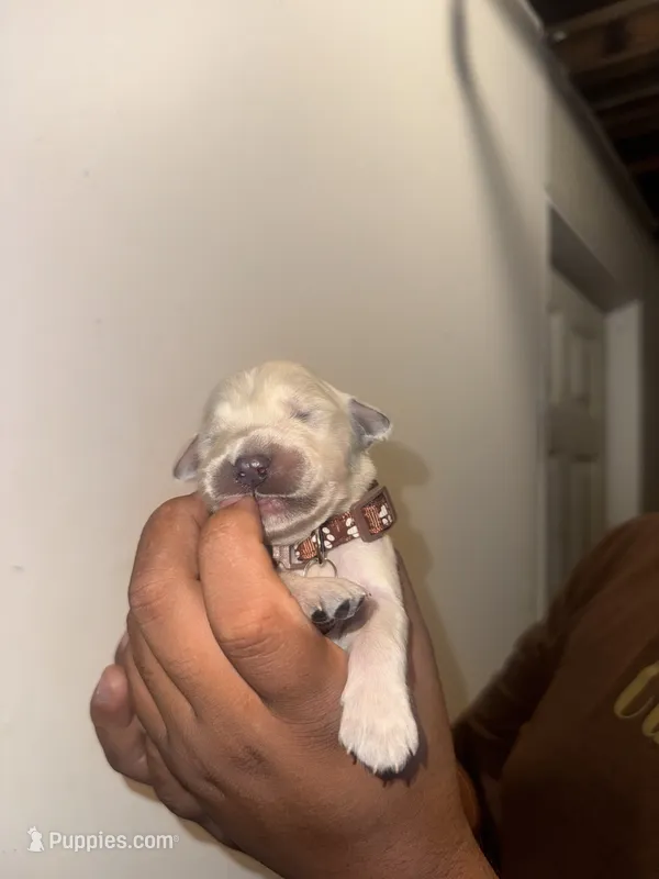 Angel – Golden Retriever puppy for sale in Waterbury, CT