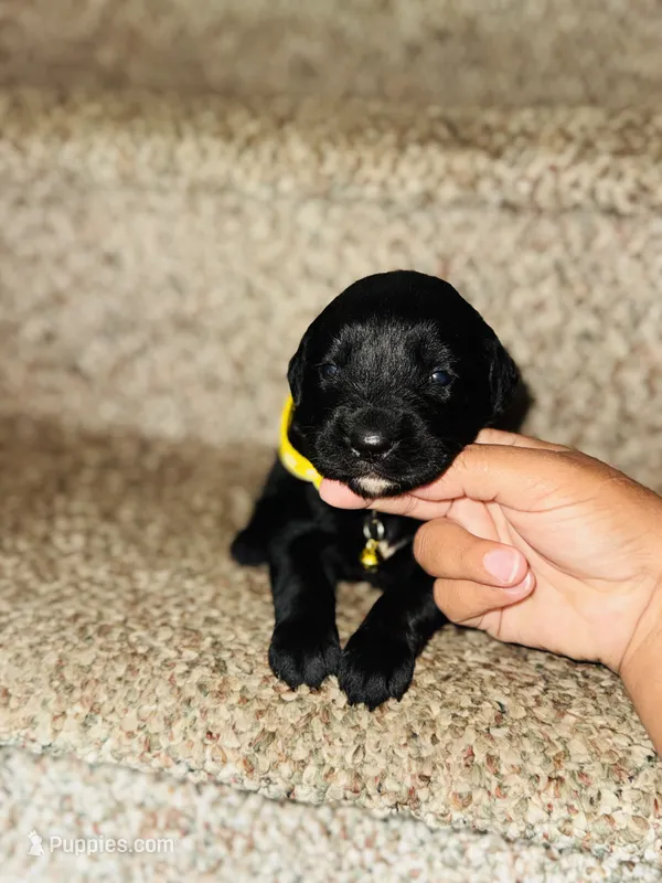 Neisha – Bernese Mountain Dog, Golden Retriever puppy for sale in Waterbury, CT